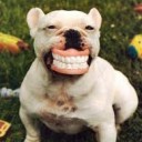 หมาแช่แฟบ