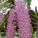 ใบ้คลั่ง