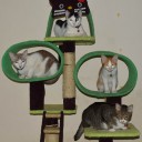 กะลาย กะทิ กะเชื่อม กะขิง