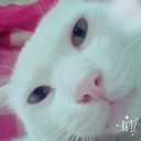 สมาชิกหมายเลข 2127260