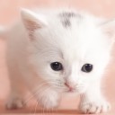 สมาชิกหมายเลข 1503221