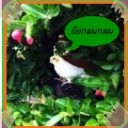 ++ยัยกลมกลม++