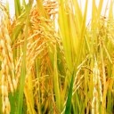 สมาชิกหมายเลข 1874865