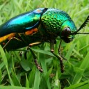 แมลงทับ