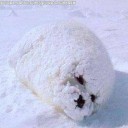 สมาชิกหมายเลข 1751249