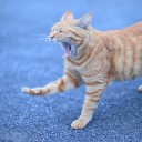 แมวละอ่อน