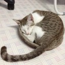 แมวเหมียวแซ่บเว่อร์