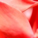 แพงพวยน้ำ