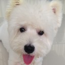 สมาชิกหมายเลข 1504586