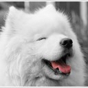 สมาชิกหมายเลข 2331539