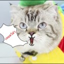 สมาชิกหมายเลข 2331742