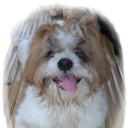 ช็อคโกแลตสีหวาน