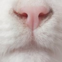 กำนันปลูก