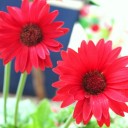 มันเป็นส่วนผสมในใจ