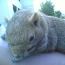 ปลาเค็มตัวน้อย