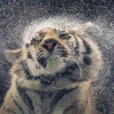 สมาชิกหมายเลข 1937303