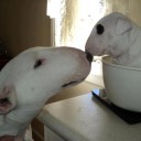 ชิลี่บราว