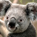 สมาชิกหมายเลข 1033354