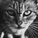 สมาชิกหมายเลข 2332739