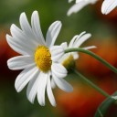 สมาชิกหมายเลข 1050586