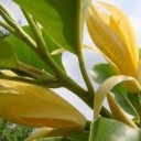 กลิ่นจำปา