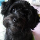 ชูกัส สีชมพู