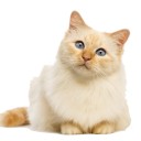 สมาชิกหมายเลข 1373086