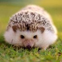 สมาชิกหมายเลข 1870546