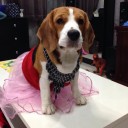 ปลาซาดีนในซอสมะเขือเทศ