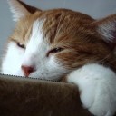 อ้ายคำเล้อ