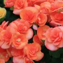 สมาชิกหมายเลข 715026