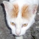 สมาชิกหมายเลข 715152