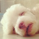 อยู่ไม่เป็นที่