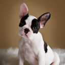 สมาชิกหมายเลข 2383275