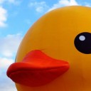 ลูกเป็ดตัวอ้วนกลม