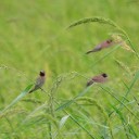 สมาชิกหมายเลข 2731698