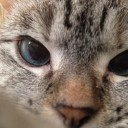 ติ่งตามกระแส