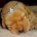 สมาชิกหมายเลข 1942982