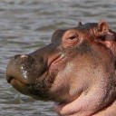 ฮิปโปง่วงนอนมาก