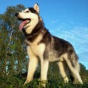 ดำหมาป่า