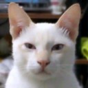 นายทาสแมว