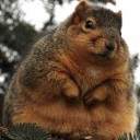 กระรอกอ้วนพุงพลุ้ย