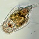 สมาชิกหมายเลข 1512203