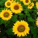 สมาชิกหมายเลข 1669281