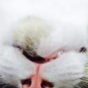 สมาชิกหมายเลข 1742198