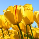 สมาชิกหมายเลข 702631