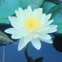 สมาชิกหมายเลข 1097823