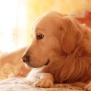 สมาชิกหมายเลข 1512522