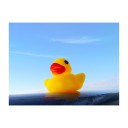 เป็ดน้อยหัดบิน