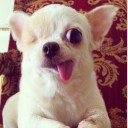 สมาชิกหมายเลข 2339050